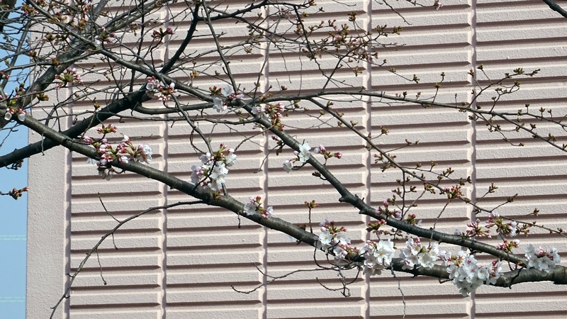 ソメイヨシノの花 川崎市幸区さいわいふるさと公園