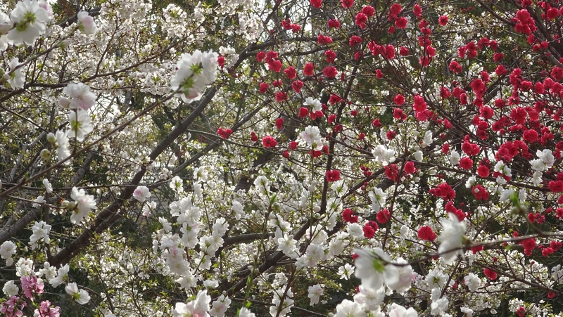ハナモモの花 川崎市幸区さいわいふるさと公園
