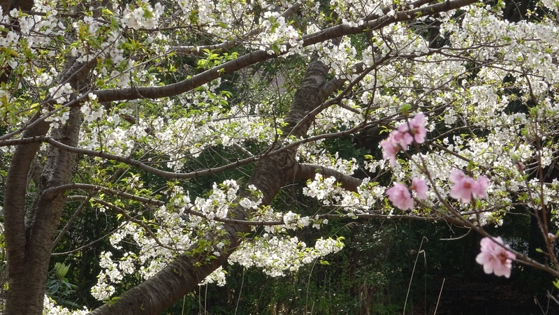 オオシマザクラの花 川崎市幸区さいわいふるさと公園