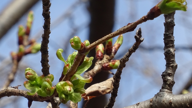 ウコンザクラの蕾 川崎市幸区さいわいふるさと公園