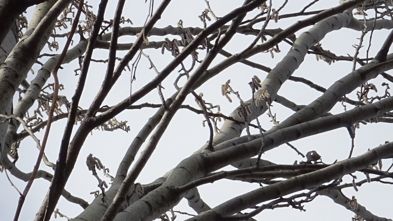 ポプラの雄花 川崎市幸区さいわいふるさと公園