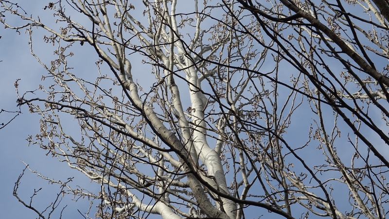 ポプラの雄花 川崎市幸区さいわいふるさと公園