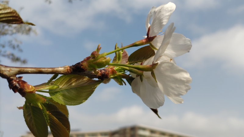 オオシマザクラの花 川崎市幸区さいわいふるさと公園