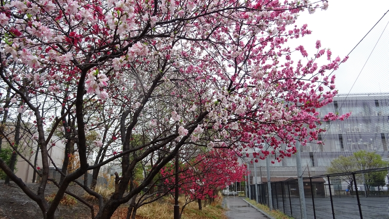 ハナモモの花 川崎市幸区さいわいふるさと公園