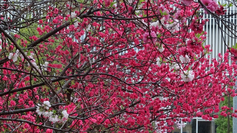 ハナモモの花 川崎市幸区さいわいふるさと公園