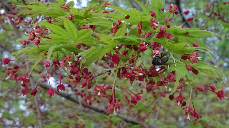 イロハモミジの花 川崎市幸区さいわいふるさと公園