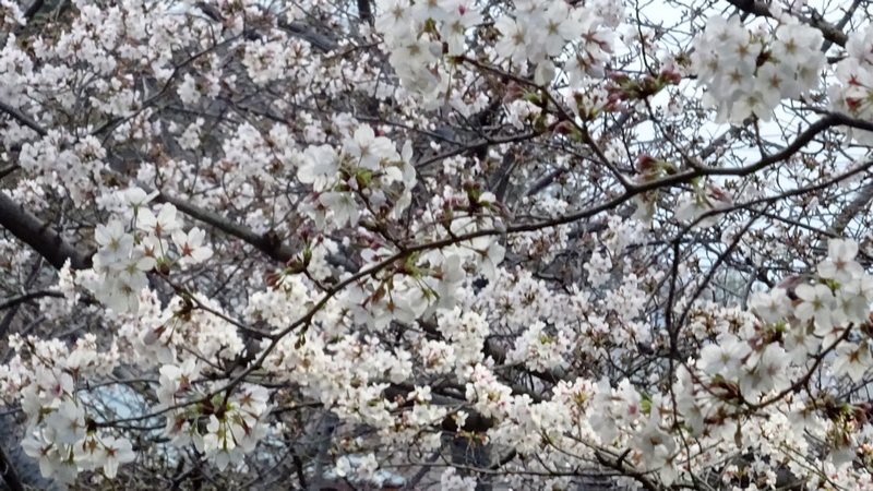 ソメイヨシノの花 川崎市幸区さいわいふるさと公園