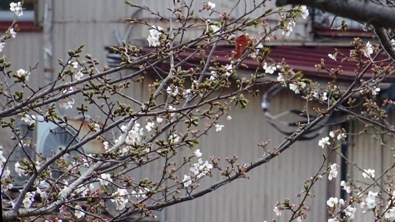 ソメイヨシノの花 川崎市幸区さいわいふるさと公園
