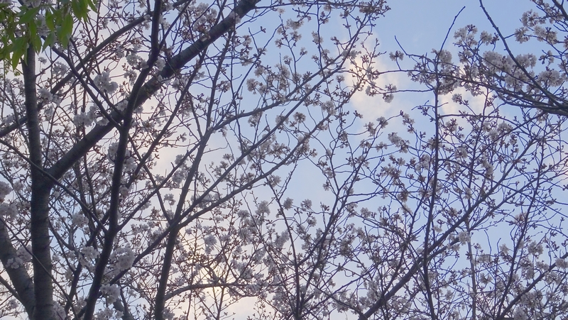 ソメイヨシノの花 川崎市幸区さいわいふるさと公園