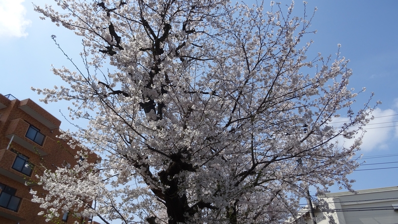 ソメイヨシノの花 横浜市旭区今宿東町