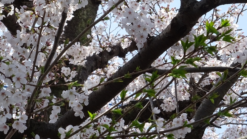 ソメイヨシノの花 横浜市旭区今宿東町