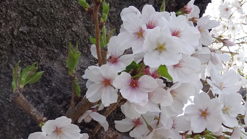 ソメイヨシノの花 横浜市旭区今宿東町