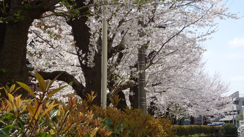 ソメイヨシノの花 横浜市旭区今宿東町