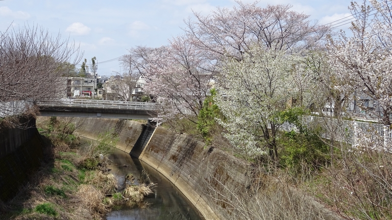 オオシマザクラとソメイヨシノの花 横浜市旭区今宿東町