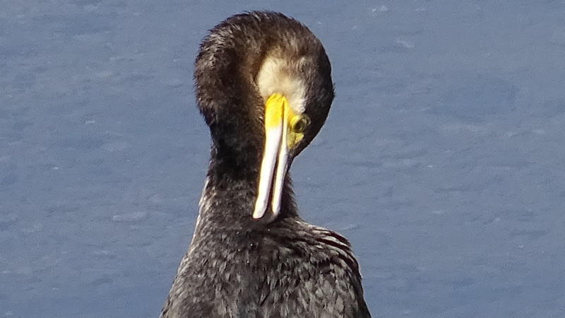 カワウ 横浜市旭区今宿東町