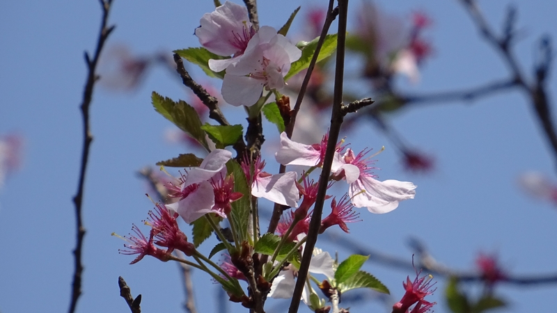 ジュウガツザクラの花 横浜市旭区今宿南町清来寺