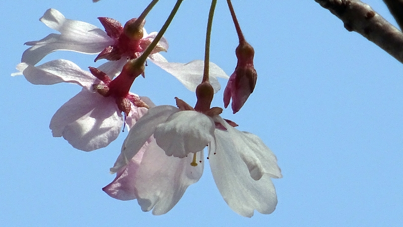 ジュウガツザクラの花 横浜市旭区今宿南町清来寺