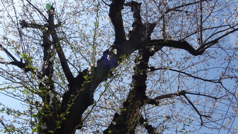 ソメイヨシノの花 横浜市旭区今宿南町