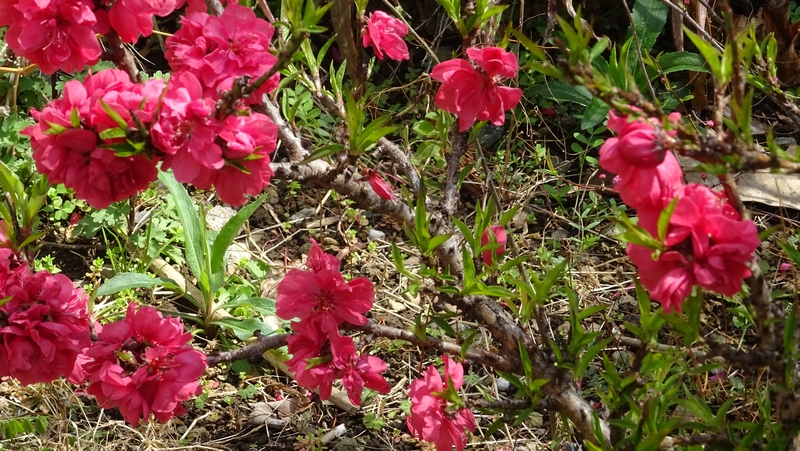 ハナモモの花 横浜市旭区今宿南町