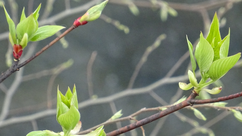 ミズキの蕾 横浜市旭区今宿南町