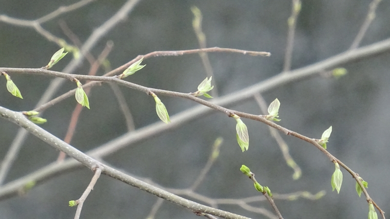 ミズキの葉芽 横浜市旭区今宿南町