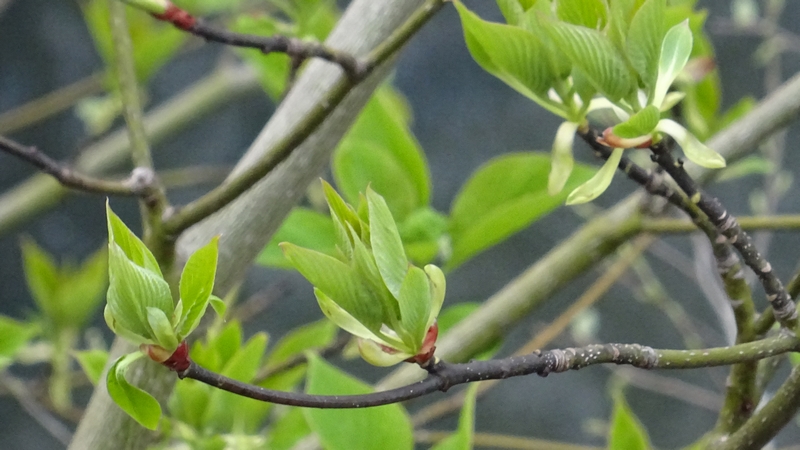 ミズキの蕾 横浜市旭区今宿南町