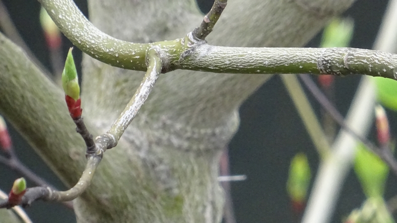 ミズキの花芽 横浜市旭区今宿南町