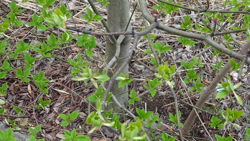 ミズキ 横浜市旭区今宿南町