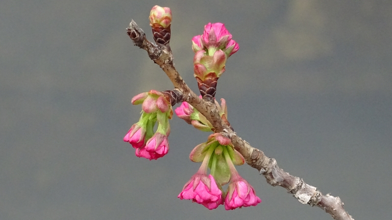 カンザンの蕾 横浜市旭区今宿南町