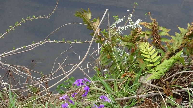オオアラセイトウの花とユキヤナギの花 横浜市旭区今宿南町