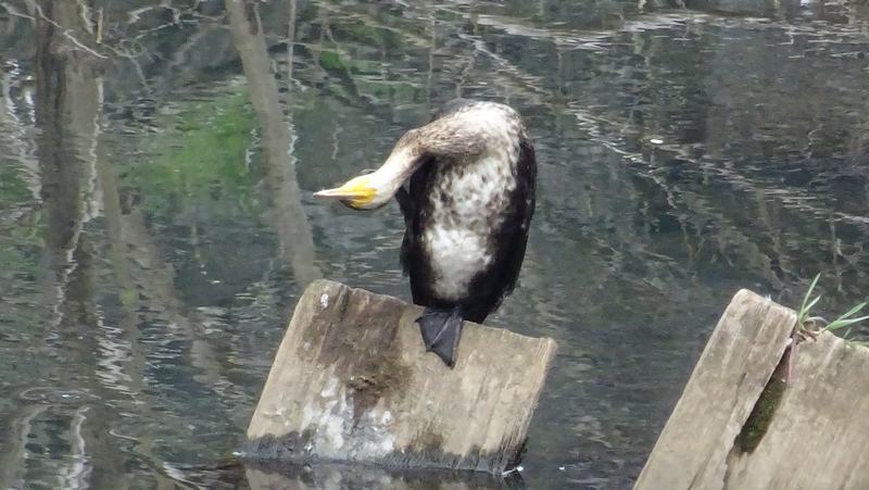 カワウ 横浜市旭区今宿南町