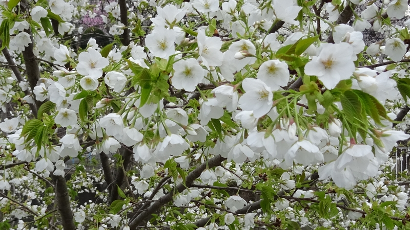 オオシマザクラの花 横浜市旭区今宿南町