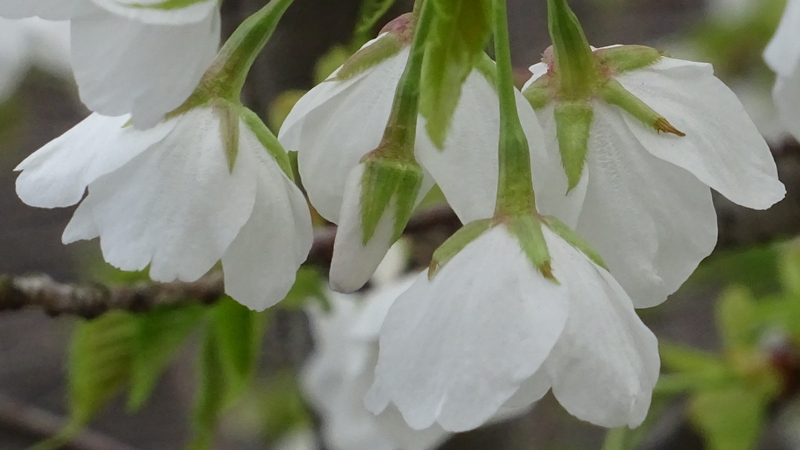 オオシマザクラの花 横浜市旭区今宿南町