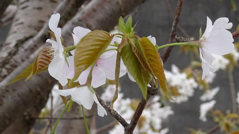 ヤマザクラの花 横浜市旭区今宿南町