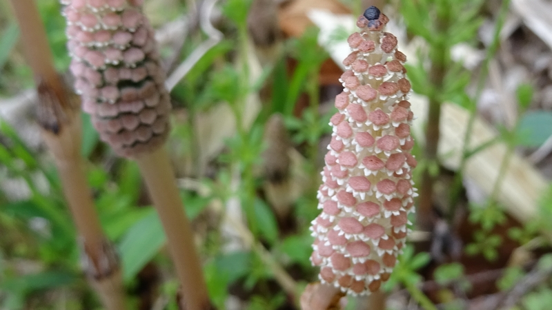 ツクシ 横浜市旭区今宿南町