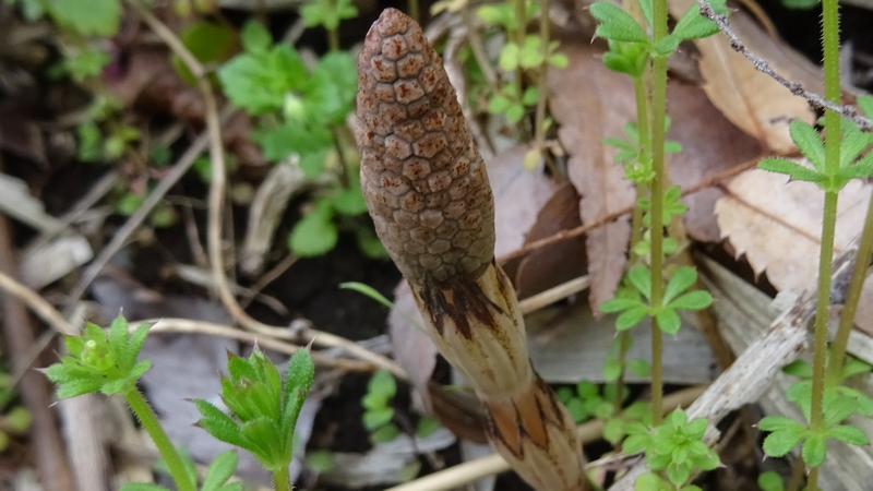 ツクシとシラホシムグラ 横浜市旭区今宿南町