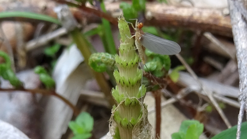 スギナとシロハラコカゲロウ 横浜市旭区今宿南町
