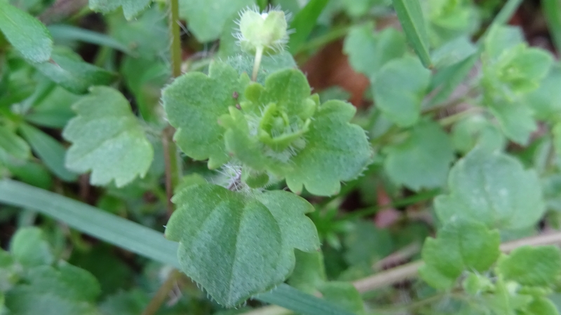コゴメイヌノフグリ 横浜市旭区今宿南町