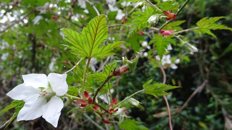 モミジイチゴの花 横浜市旭区今宿南町