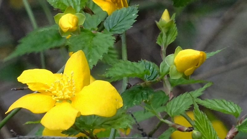 ヤマブキの花 横浜市旭区今宿南町