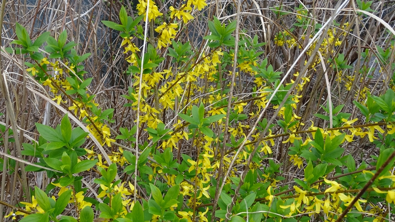 レンギョウの花 横浜市旭区今宿南町