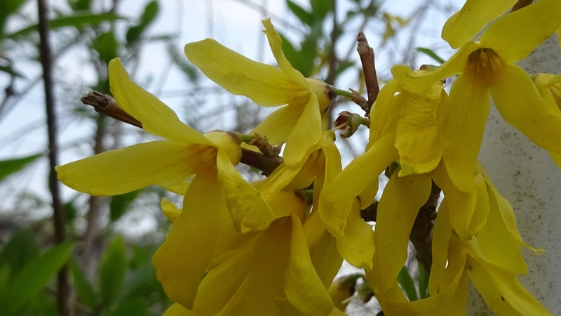 レンギョウの花 横浜市旭区今宿南町