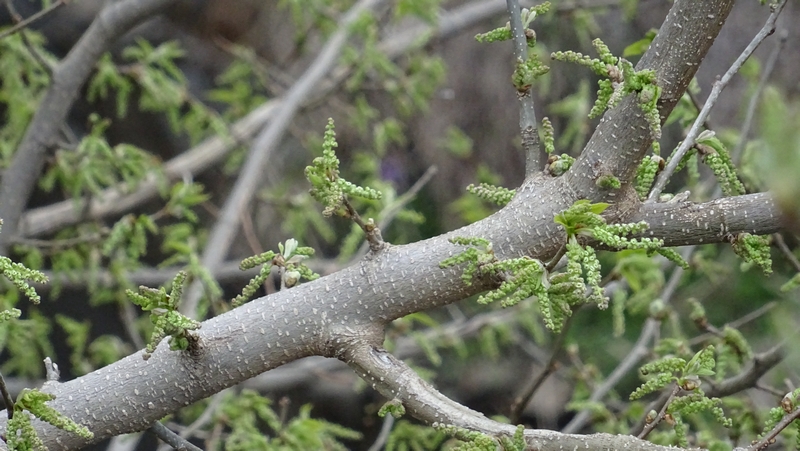 クワの雌花の蕾 横浜市旭区今宿南町