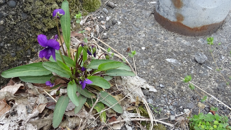 スミレの花 横浜市旭区今宿東町