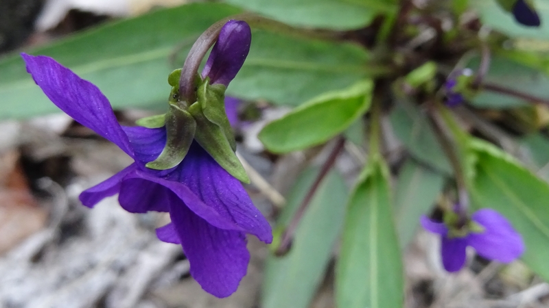 スミレの花 横浜市旭区今宿東町