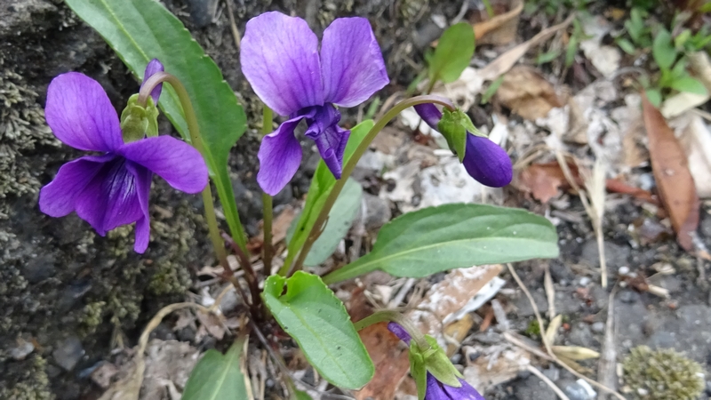 スミレの花 横浜市旭区今宿東町