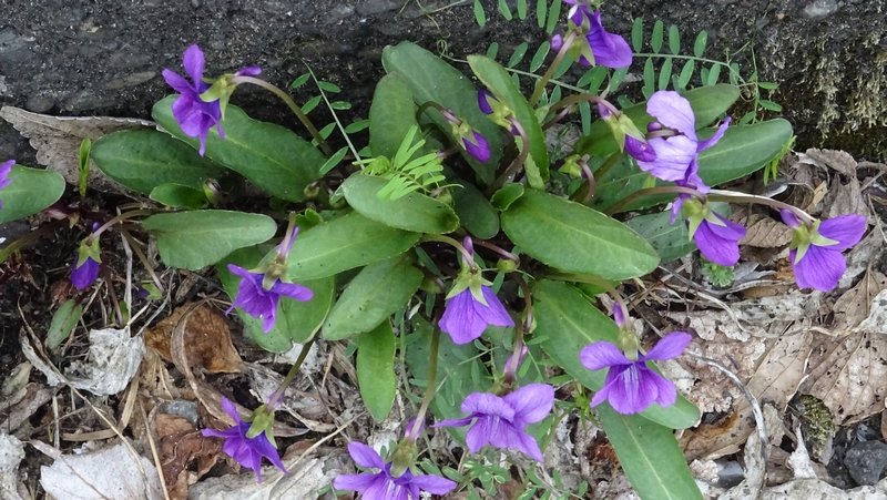 スミレの花 横浜市旭区今宿東町