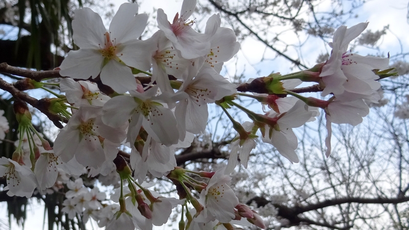 ソメイヨシノの花 横浜市旭区今宿東町