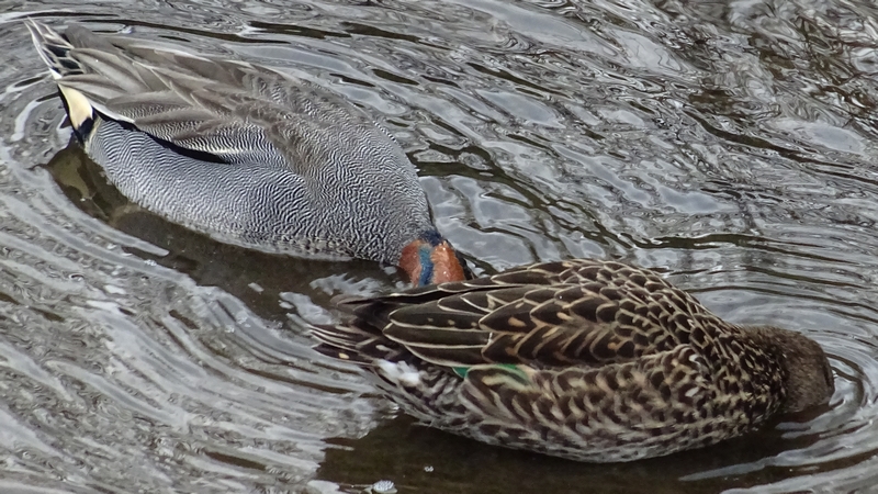 コガモ 横浜市旭区鶴ヶ峰本町