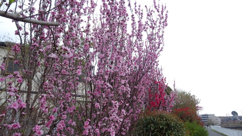 ハナモモの花 横浜市旭区鶴ヶ峰本町